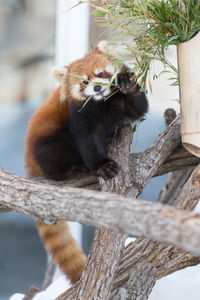 Close-up of red panda perching on tree