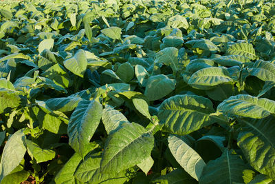 Full frame shot of fresh green leaves