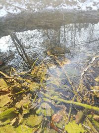 Full frame shot of tree reflection in water