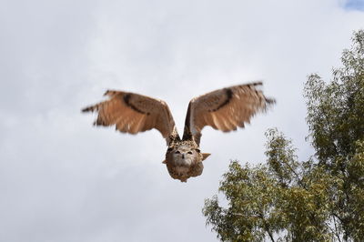 Low angle view of owl flying against sky