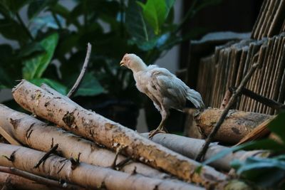 Close-up of bird perching on branch