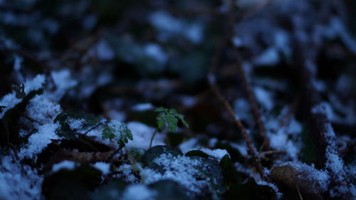 Close-up of moss growing on snow