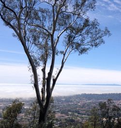 View of trees against sky