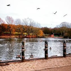 Seagulls flying over sea