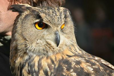Close up of owl