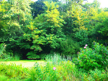 Scenic view of flowering trees in forest