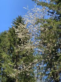 Low angle view of flowering tree against blue sky