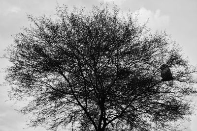 Low angle view of silhouette trees against sky