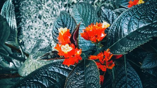 Close-up of orange flowering plant