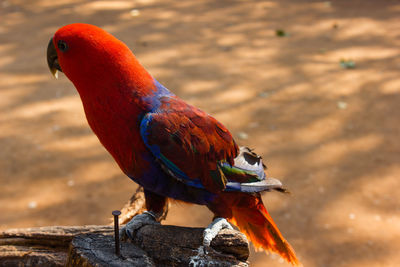 Close-up of parrot perching on a bird