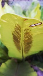 Close up of yellow flower