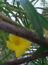 Low angle view of yellow flower tree