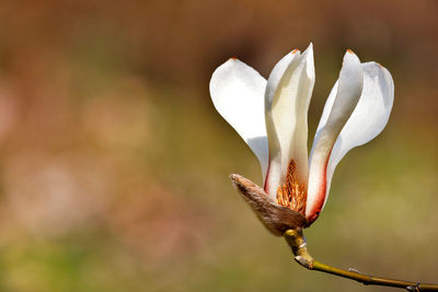 Big magnolia flower in spring garden close-up.
