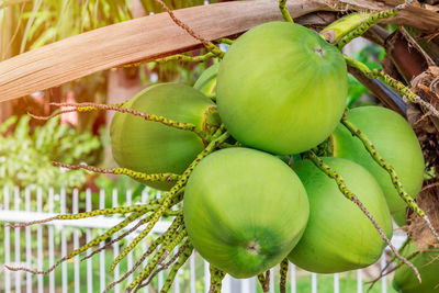 Close-up of fruits on tree