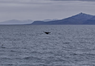 Scenic view of arctic ocean and mountains against sky with a sighting of a humpback whale