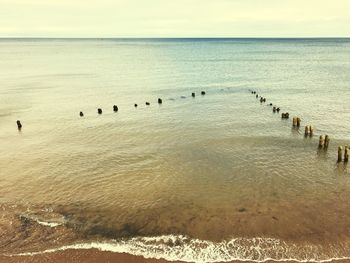 Flock of birds on beach