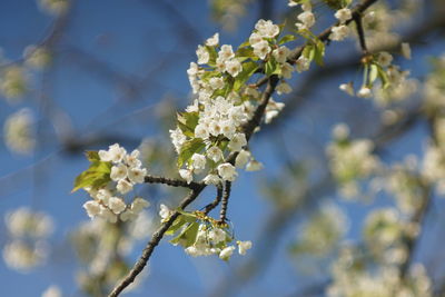 Close-up of white cherry blossom tree