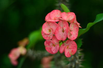 Close-up of pink rose flower