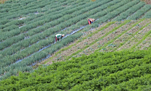 High angle view of farmers working at farm