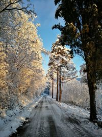 Empty road along snow covered trees