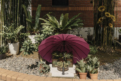 View of plants against the wall