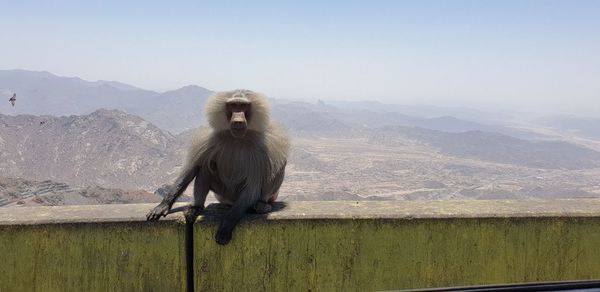 Horse sitting on mountain against clear sky