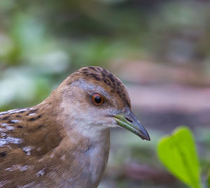 Close-up of bird