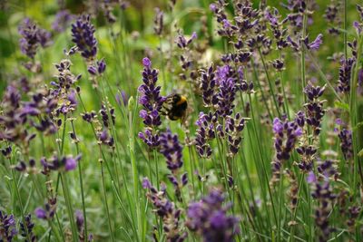 Close-up of bee pollinating on purple flowers