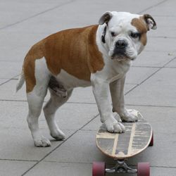 English bulldog with skateboard on footpath