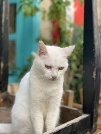 Close-up of cat looking away in alacati 