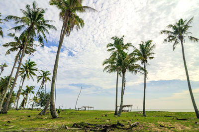 Scenic view of palm trees against sky