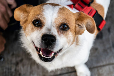 Close-up portrait of dog