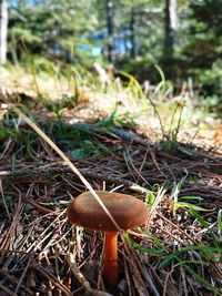 Close-up of mushroom growing on field