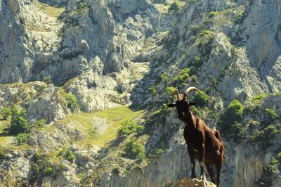 Dog standing on rocky mountain