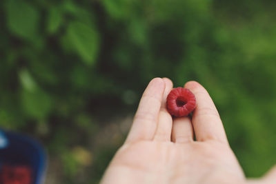 Close-up of raspberry on hand