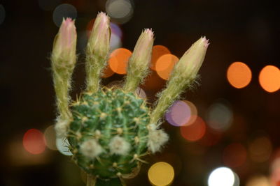 Close-up of flowering plant