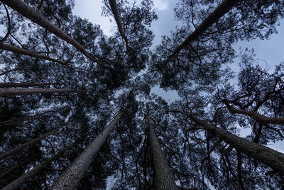 Low angle view of trees against sky