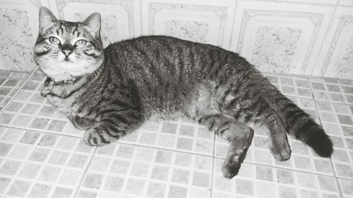 High angle view of cat lying on floor