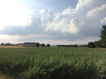 Scenic view of agricultural field against sky