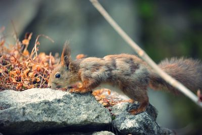 Close-up of squirrel on rock