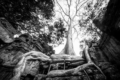 Low angle view of a tree