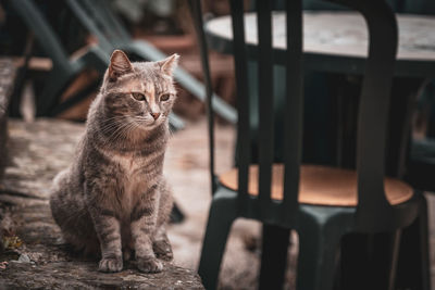 Portrait of cat sitting on table