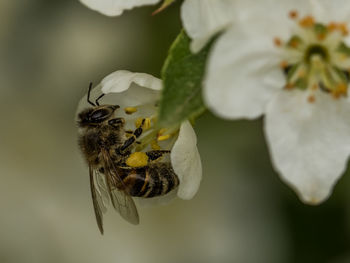 Close-up of bee pollinating on flower