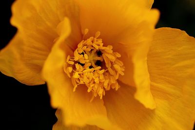 Close-up of yellow flower