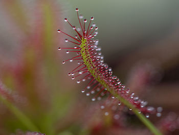Close-up of wet plant