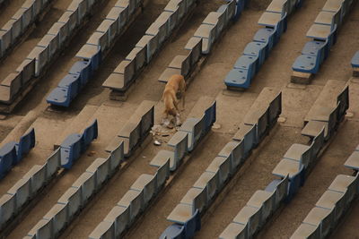 High angle view of dog in stadium