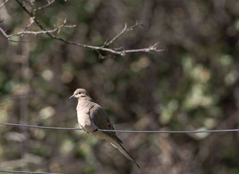 Low angle view of bird perching on branch