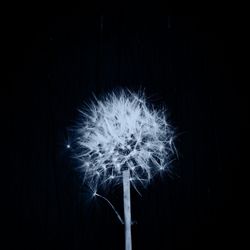 Close-up of dandelion flower