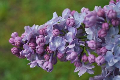 Close-up of purple flowers