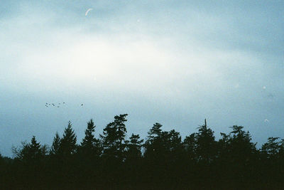 Low angle view of trees against sky